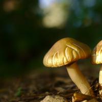 Backyard_Mushrooms_by_Kurt_Zitzelman.jpg
