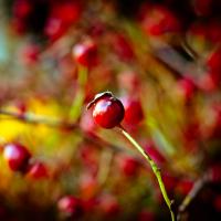Berries_by_Orb9220.jpg