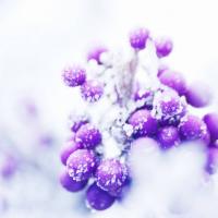 Berries_by_Tom_Kijas.jpg