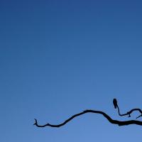 Bird_by_Magnus.jpg