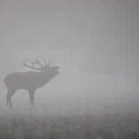 Buck_off!_by_SirPecanGum.jpg