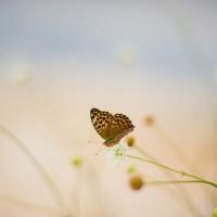 Butterfly.jpg