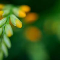 Crocosmia_by_sirpecangum.jpg