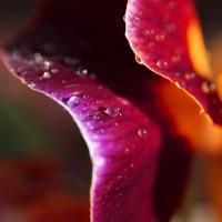 Delicate_Petals_by_lefthandgergo.jpg