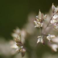 Early_Blossom_by_Dh0r.jpg