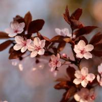 Fleurs_de_Prunus_24_by_Jérôme_Boivin.jpg