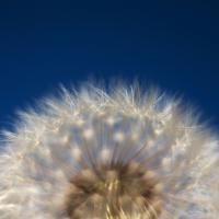 Fluffodome.jpg