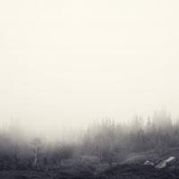 Foggy_Forest_by_Jake_Stewart.jpg