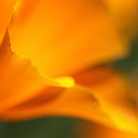 Golden_Bloom_by_Twinmama.jpg