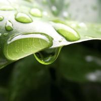 Gota_D'água_by_Eiti_Kimura.jpg