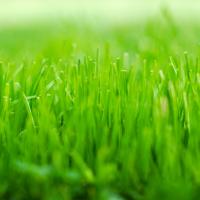 GrassinA.jpg