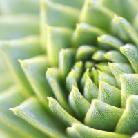 Green_Plant_by_Simon_Schlegl.jpg