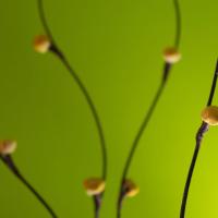 Green_by_Alan_Mattila.jpg