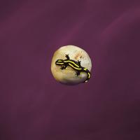 I_am_a_Saucy_Salamander..._by_Juan_Pablo_Lauriente.jpg