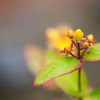 Morning_Dew_by_Lars_Clausen.jpg