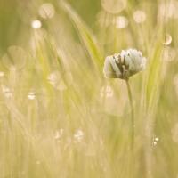 Morning_II_by_Tadas_N.jpg