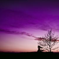 Mr._Tau_and_The_Tree_-_by_TJ.jpg