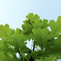 Oak_by_Lyle_Nel.jpg