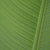 Palmengarten.jpg
