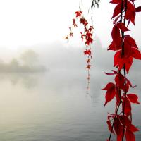 Serenity_Enchanted_by_sirpecangum.jpg