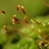 Small_flowers_by_Dariusz_Duma.jpg
