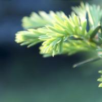 Taxus_baccata_by_baubusiukas.jpg