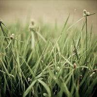 The_Grass_aint_Greener_by_fix_pena.jpg