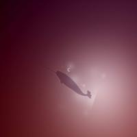 Variations-On-Natty-Narwhal-1_by_madeinkobaia.jpg