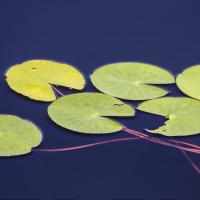 Water_Lily_by_Denis_Dugushkin.jpg