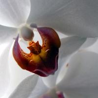 WhiteOrchid.jpg
