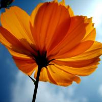Yellowflower.jpg