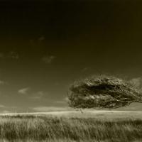Arboreal_ballet_by_Bob_Farrell.jpg