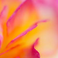 Begonia_by_fatpoint21.jpg
