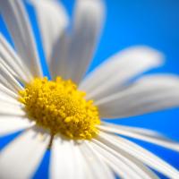 Daisy.jpg