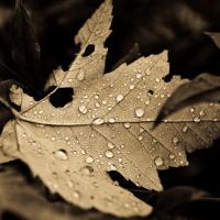 FallDrops,AncientLight.jpg