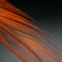 Feather_by_quinn.anya.jpg