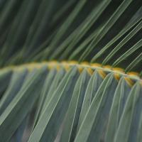 Fern_by_aalex04.jpg