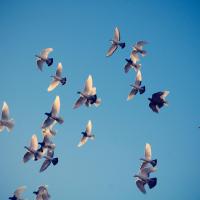 Flocking_by_noombox.jpg