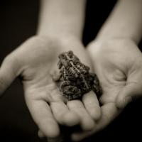 Frog.jpg