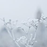 Frozen_by_fernando_garcila_redondo.jpg