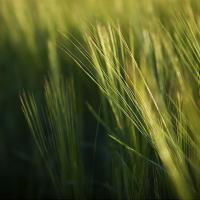 Grass_by_Jeremy_Hill.jpg