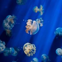 Jelly_Fish_by_RaDu_GaLaN.jpg
