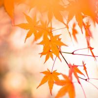 Momiji_Dream_by_Deacon_MacMillan.jpg