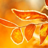 Morning_Sun_on_Frost-Covered_Leaves_by_Gary_A_Stafford.jpg