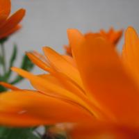 Naranja.jpg