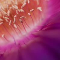 PurpleDancers_by_Emilio_Merlino.jpg