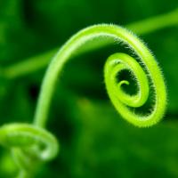 Spiral_by_firas.jpg