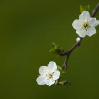White_flowers_by_Garuna_bor-bor.jpg