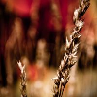 WildWheat_by_Brian_Burt.jpg