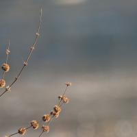 Winter_Morning_by_Shannon_Lucas.jpg